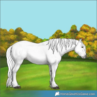 Horse Color:Gray Chestnut Appaloosa 