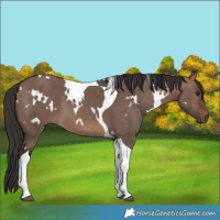 Horse Color:White Spotted Brown Dun Tobiano 