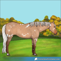Horse Color:White Spotted Silver Bay Dun 