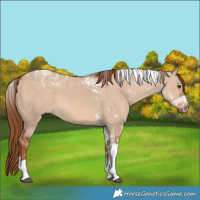Horse Color:Red Dun Tobiano 