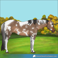 Horse Color:White Spotted Bay Dun Tobiano 