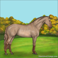 Horse Color:Red Dun Rabicano 