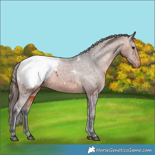 Horse Color:Bay Appaloosa 
