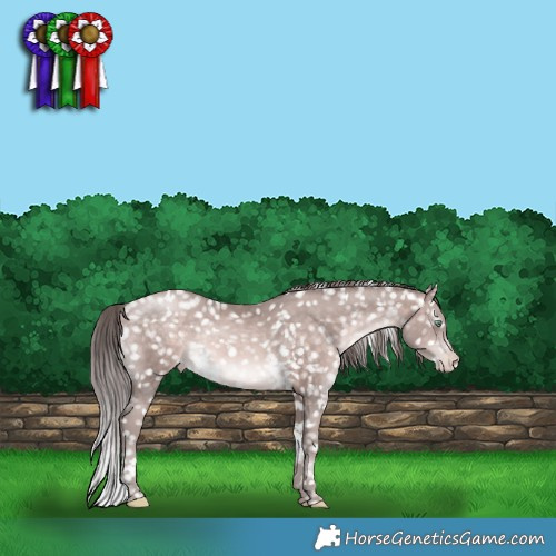 Horse Color:Platinum White Spotted Brown Pearl Appaloosa Rabicano 