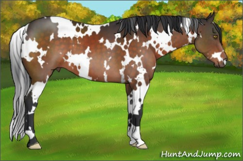 Horse Color:White Spotted Brown 