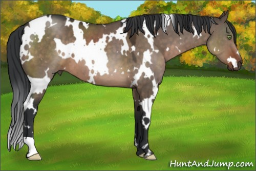 Horse Color:White Spotted Brown Dun