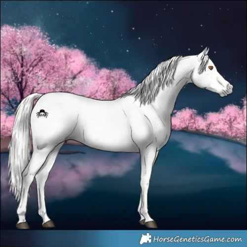 Horse Color:Gray Silver Grullo Roan Appaloosa Rabicano 