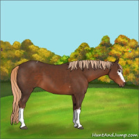 Horse Color:White Spotted Liver Chestnut Tobiano 