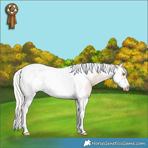 Horse Color:White Spotted Silver Brown Pearl Splash Tobiano Frame Rabicano 