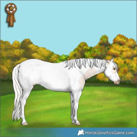 Horse Color:White Spotted Silver Brown Pearl Splash Tobiano Frame Rabicano