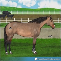 Horse Color:Brown Dun 