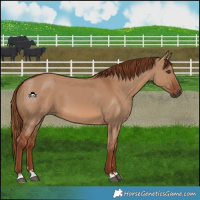 Horse Color:Red Dun 