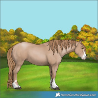 Horse Color:Black Pearl Sabino 