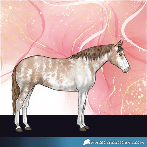 Horse Color:Black Pearl Sabino 