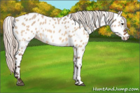 Horse Color:Silver Brown Dun Near Leopard 
