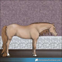 Horse Color:Black Pearl Sabino 