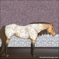 Horse Color:Buckskin Roan Appaloosa  and Buckskin Roan Splash Appaloosa 