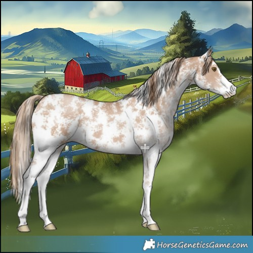 Horse Color:Black Pearl Sabino 