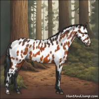 Horse Color:Bay Leopard 