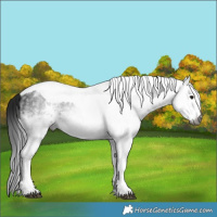 Horse Color:Gray White Spotted Black  and Gray White Spotted Black 