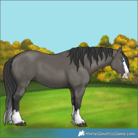 Horse Color:Grullo Splash 