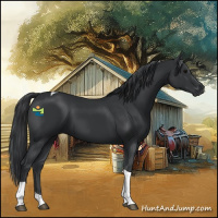 Horse Color:Black Tobiano 