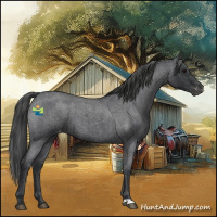 Horse Color:Blue Roan Appaloosa 