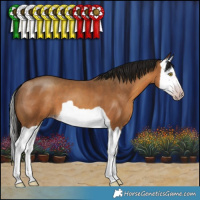 Horse Color:Gray Amber Champagne Splash 