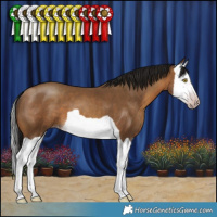 Horse Color:Gray Amber Champagne Splash 