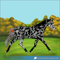 Horse Color:Smoky Black Near Leopard 