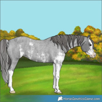 Horse Color:Blue Roan Sabino Splash Appaloosa 