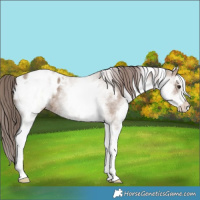 Horse Color:White Spotted Classic Champagne Appaloosa 