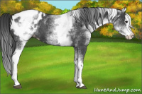 Horse Color:White Spotted Black Splash Appaloosa 