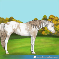 Horse Color:White Spotted Classic Cream Champagne Appaloosa 