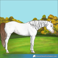 Horse Color:White Spotted Red Dun 