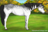 Horse Color:Gray White Spotted Black 
