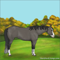Horse Color:Grullo Splash 