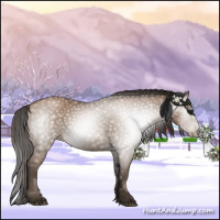 Horse Color:Gray Black Pearl Sabino 