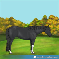 Horse Color:Black Tobiano Rabicano 