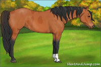 Horse Color:Bay  and Bay 