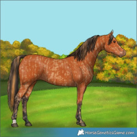 Horse Color:Chestnut  and Bay 