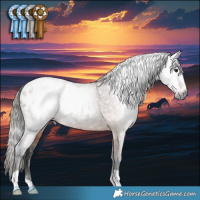 Horse Color:Gray Bay Appaloosa Rabicano 
