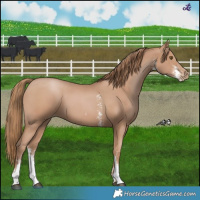 Horse Color:Black Pearl Sabino 