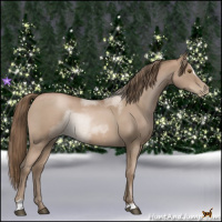 Horse Color:Blue Roan Pearl Sabino 