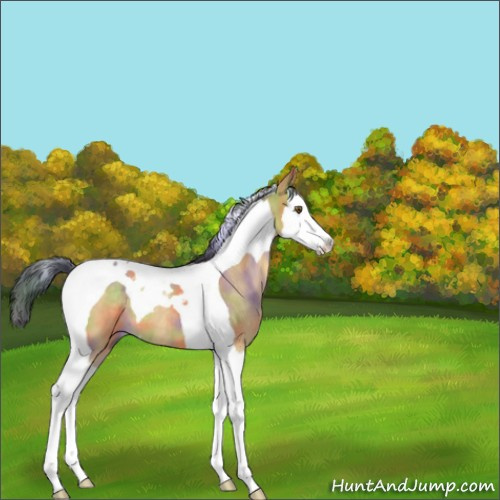 Horse Color:Nacre Buckskin Dun Splash Tobiano 