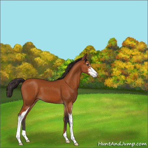 Horse Color:Buckskin Sabino 