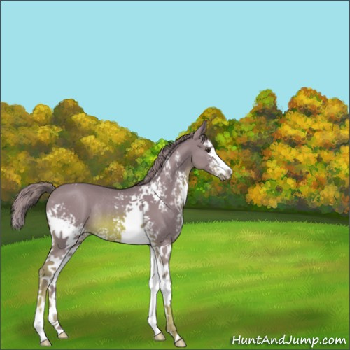 Horse Color:Watercolor White Spotted Chestnut Splash Rabicano 