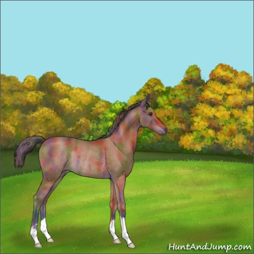 Horse Color:Nacre Brown Rabicano 