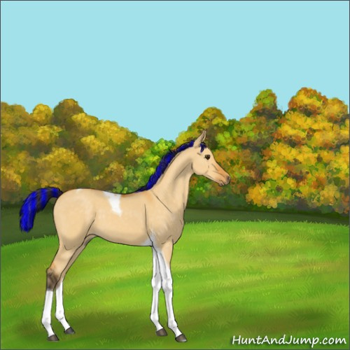 Horse Color:Painted Buckskin Dun Tobiano 