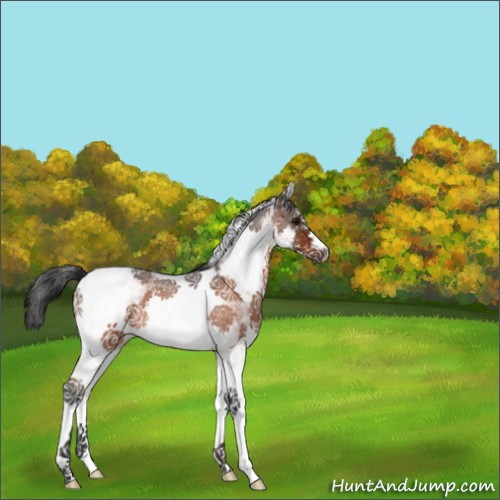 Horse Color:White Spotted Bay Roan 